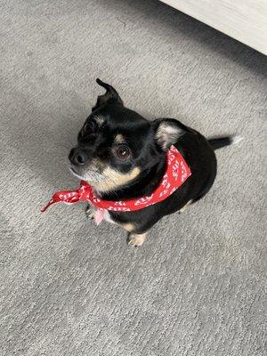 Handsome Hounds Mobile Grooming