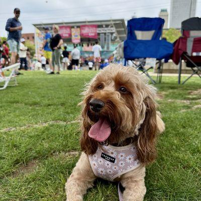 A Doggie Doo Mobile Grooming