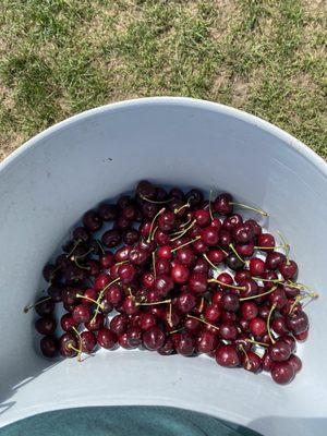 Hallstedt Homestead Cherries