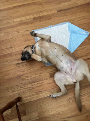 Creature Comforts of Charlotte Pet Sitting