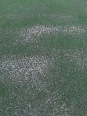 Some of the greens...