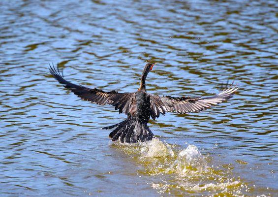 Bogue Chitto National Wildlife Refuge