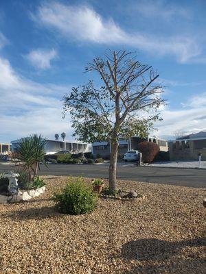 Menifee Tree Service