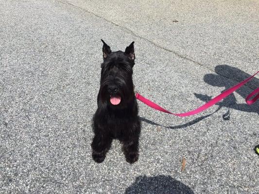 Best Dawg Gone Grooming