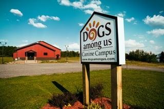 Dogs Among Us - Canine Campus