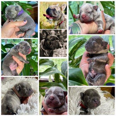 Crescent Animal Medical Center