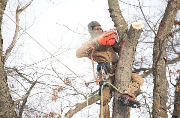 MD Pro Tree Services