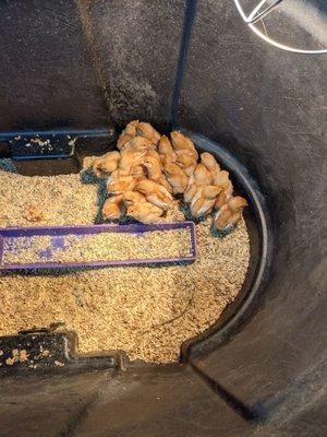 Golden comet hens