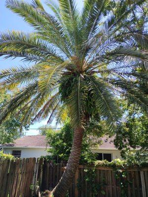 Spartan Bros Trees & Things