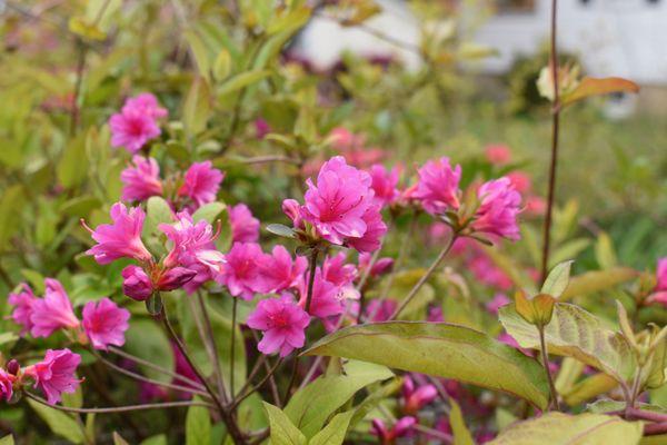 Eco Grounds Landscaping