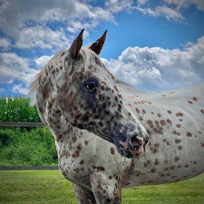 Retired appaloosa