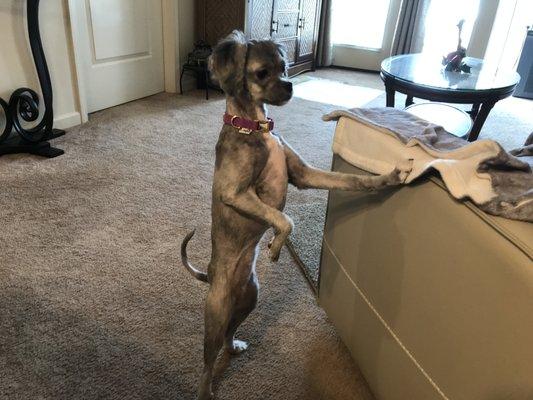 Shampooch Grooming Salon