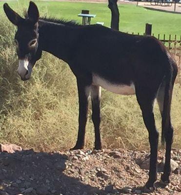 Wild burros roaming the desert roads of Parker AZ. Wild but so very docile & sweet :)
