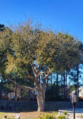 Professional Tree Service