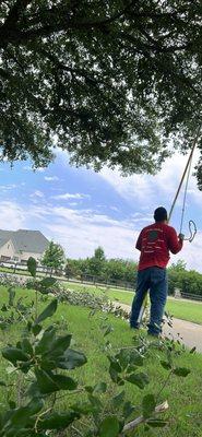 Gonzalez Tree Service