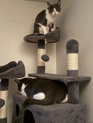 Prudence and Maxwell