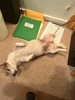 Sweet Milo helping me work.