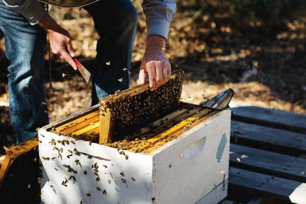 Bee Serious Bee Removal