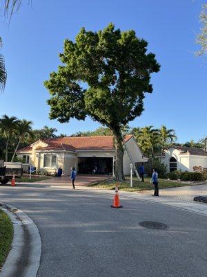 Seminole Tree Service