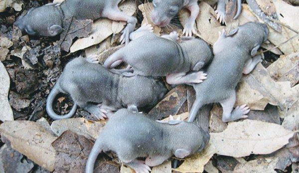 Protech Rodent Services