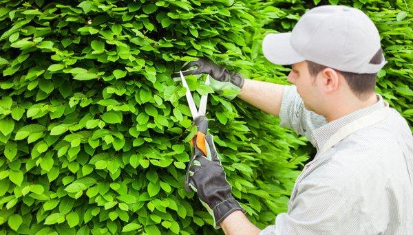 Shrub Pruning Services