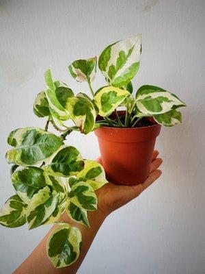 Pothos plant