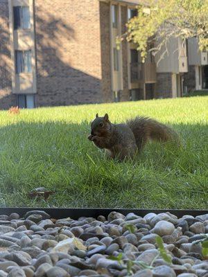 Nice view of the wild life.