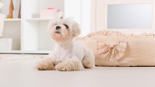 Lillington Veterinary Hospital