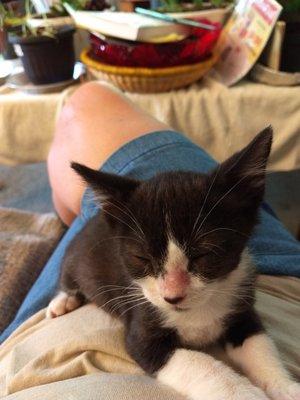 Animal Protective League