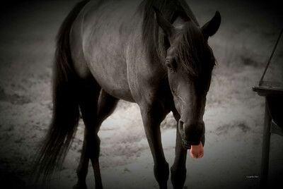 One of my more advanced lesson and show horses. A several time Arabian halter winner before her backing. Fully trained by me.