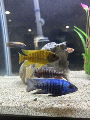 Vienna Aquarium & Pets