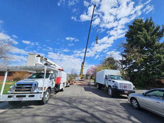 Neighborhood Arbor Care