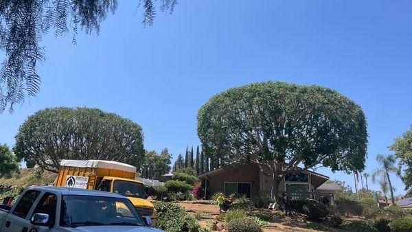 Homestead Tree Service