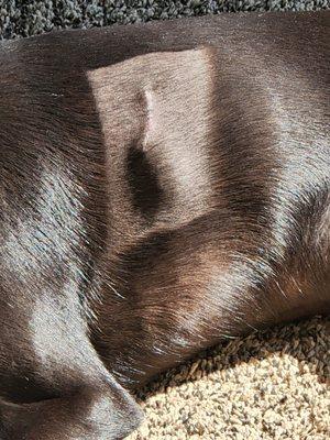 Claws 'N' Paws Animal Hospital