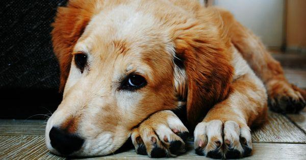 Twilight Quality of Life Vet Care