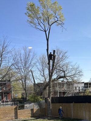 Accurate Tree and Landscaping Services