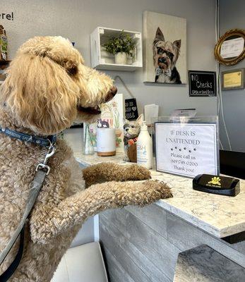 Very Important Pet Grooming Salon & Boutique