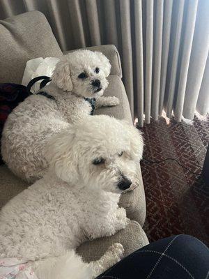 Your Animals Best Friend