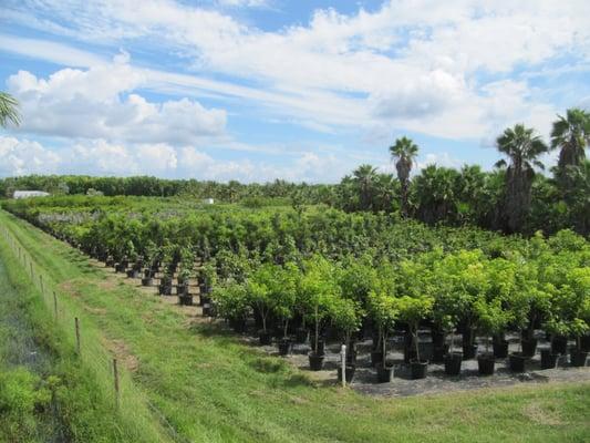 Palm Source Pine Island