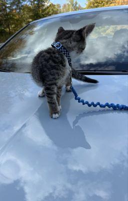 Wolf Mobile Auto Detailing