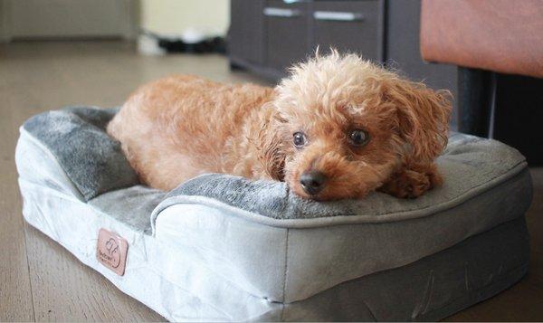 Glendora Pet Care Center