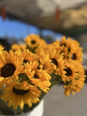 Sunflowers