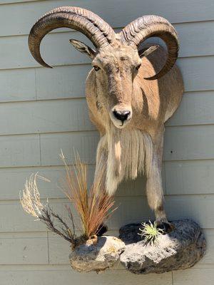 Aoudad