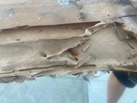 Brothers Inspections Services