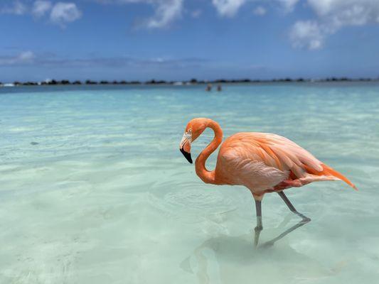 GraceMarie Siconolfi Neary