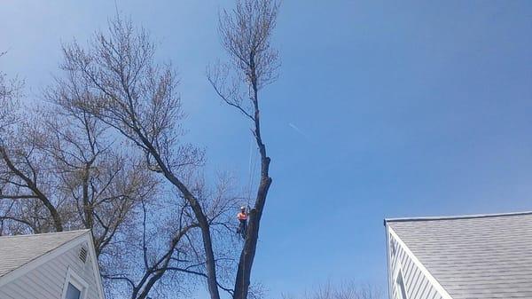 this was a big maple tree removal that we did in a very small back yard
