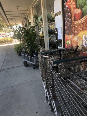 Live plants, grocery carts in front