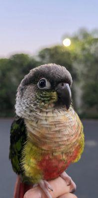 Our Feathered Friends