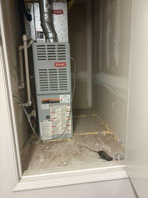 Rats have disease should be reported to public health.