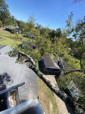 3 B’S Tree Removal